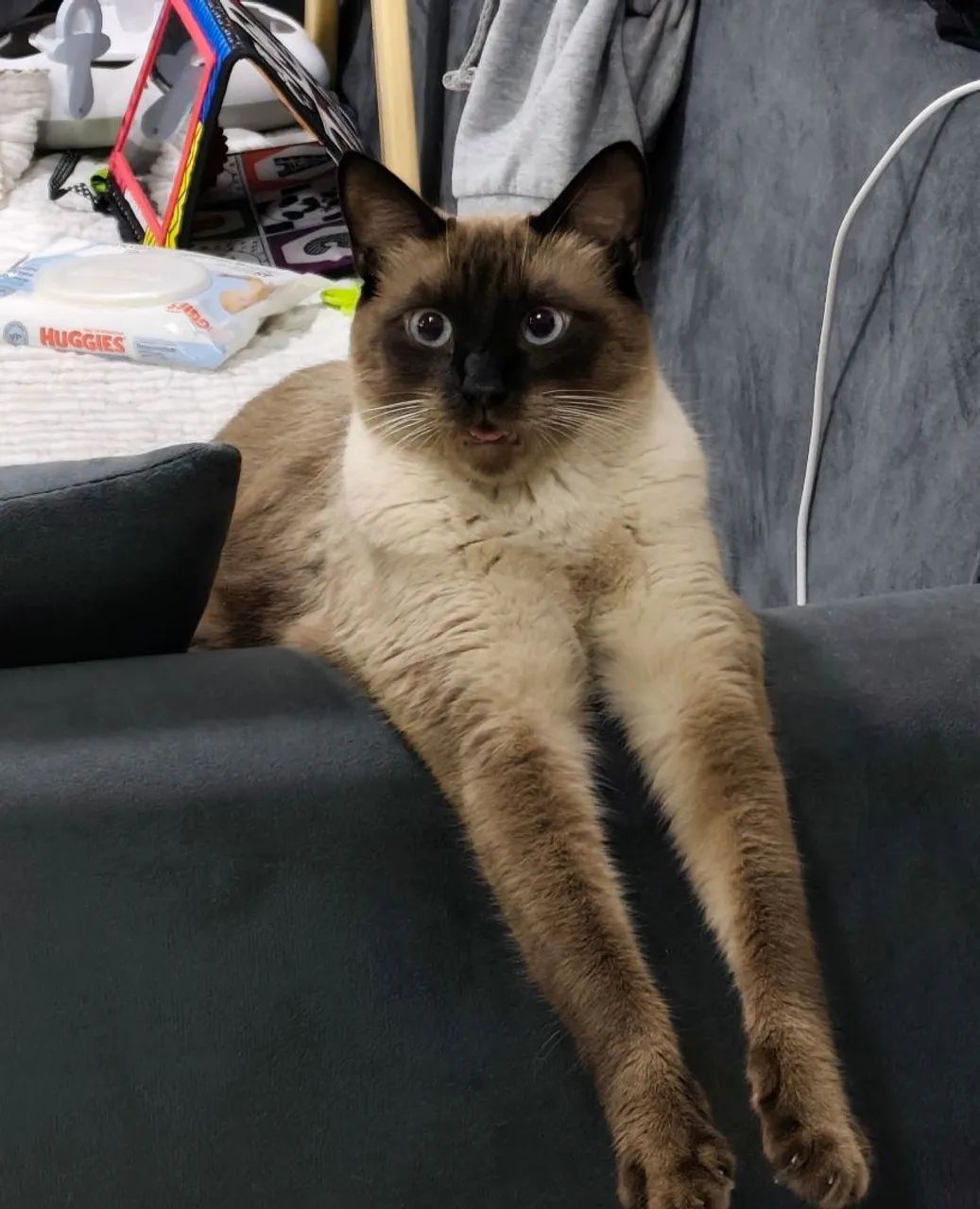 Gatinho siamês 1.5 ano - Foto 2
