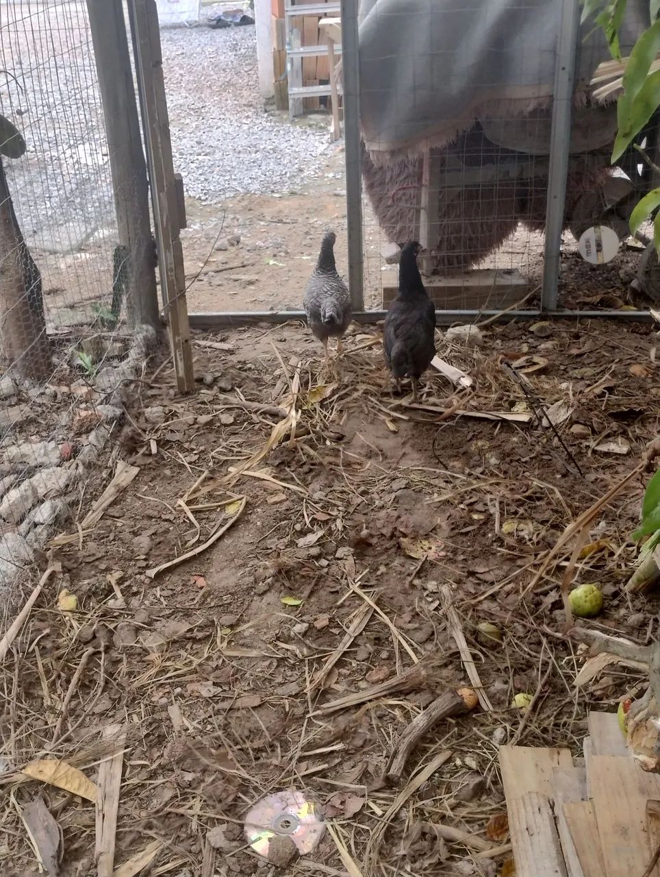 Galinhas caipira  - Foto 3