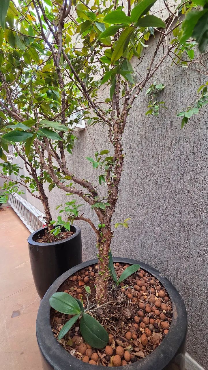 Jaboticabeira junto com vaso vietnamita  - Foto 6