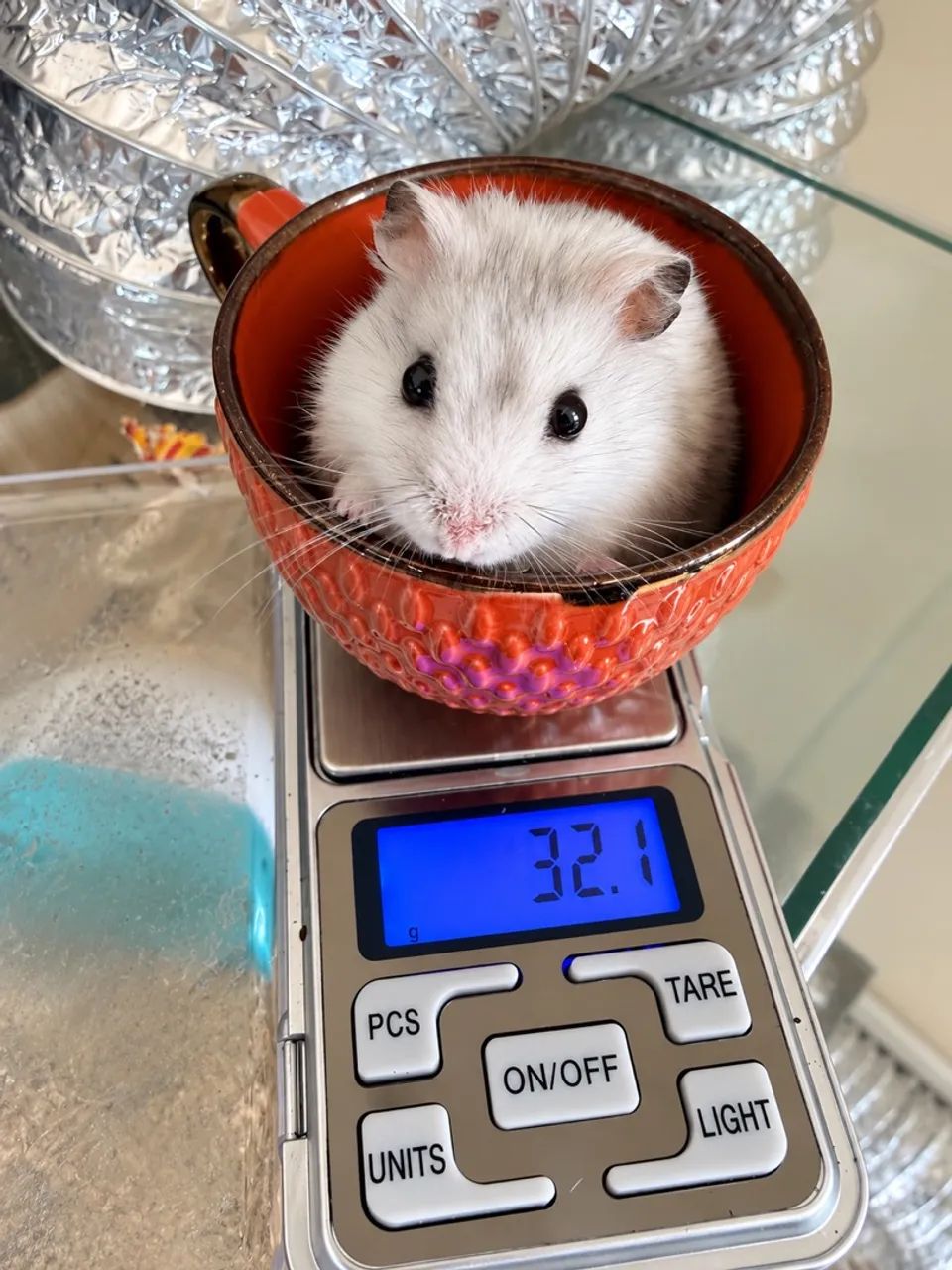HAMSTER  - Foto 3