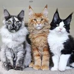 Maine Coon Meninos e Meninas