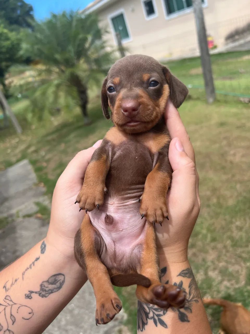 Dachshund miniatura - Foto 3