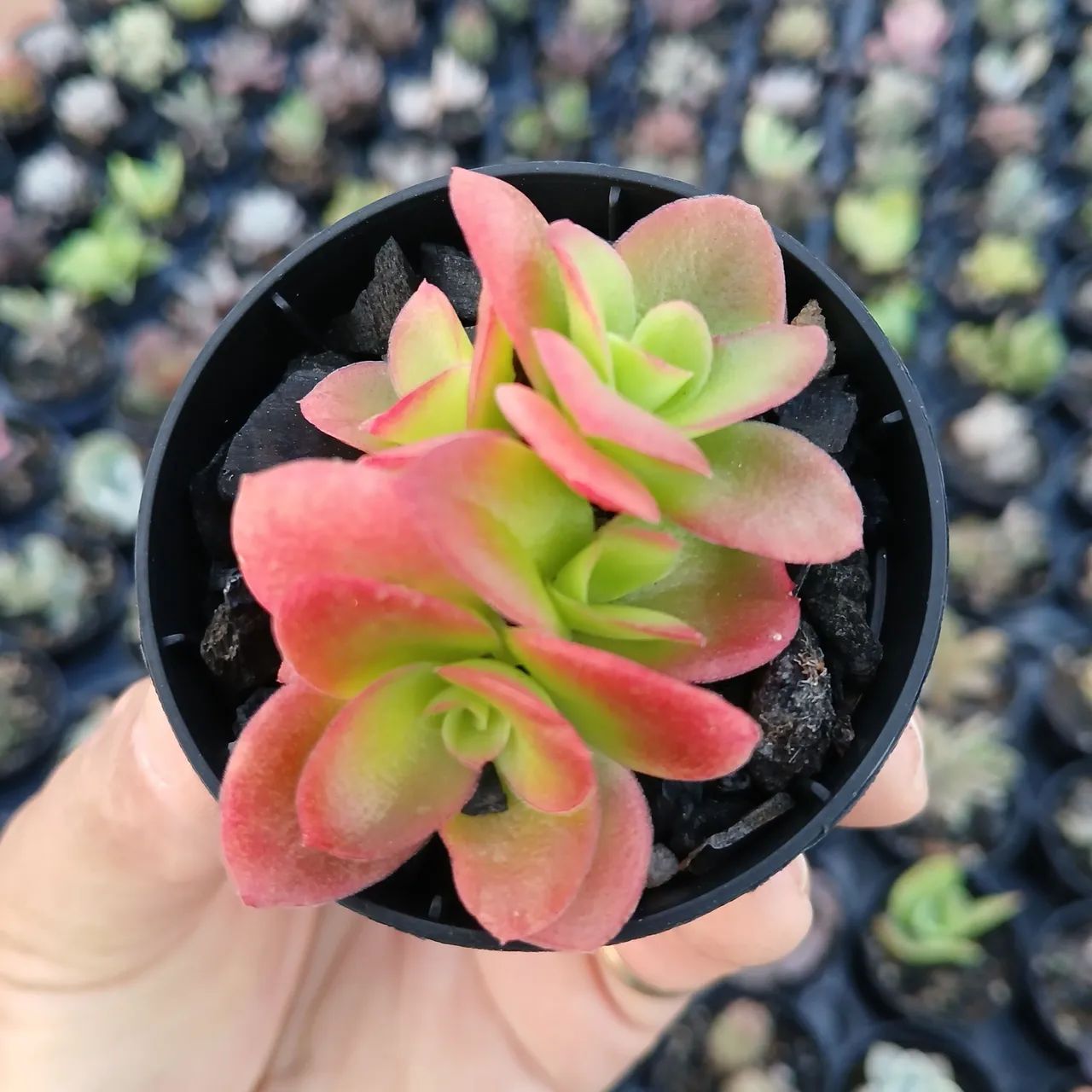 Suculentas e Cactos a partir de 2 reais - Foto 5
