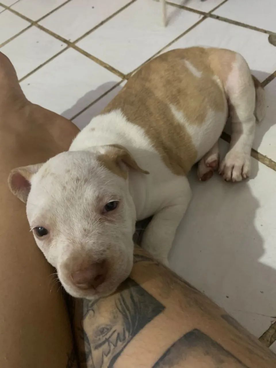 PITBULL FÊMEA