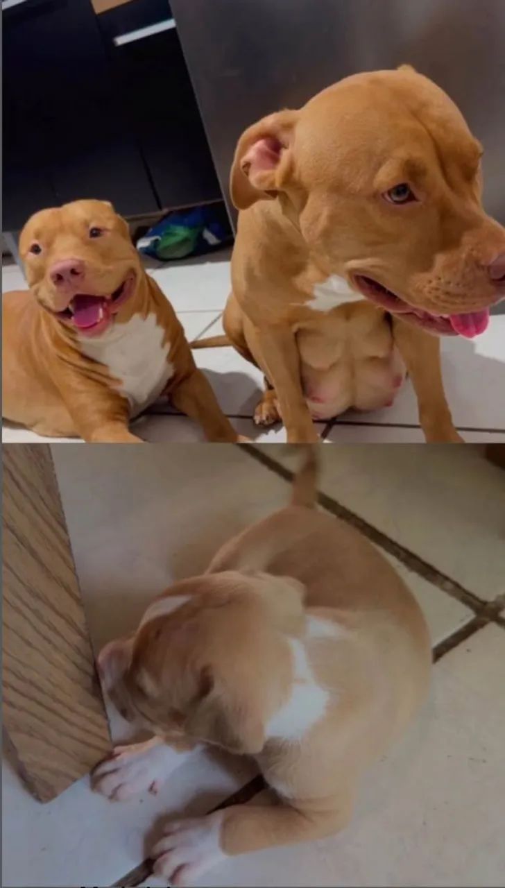 Pitbull American Bully - Foto 5
