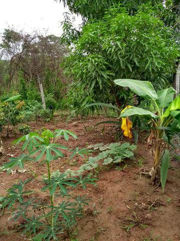 Chacara a venda 2,700 mt coleção de frutas mais de 200 especis dentro da cidade - Foto 18