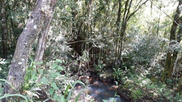 Sítio em gramado, linha tapera, 3,8 hectares - Foto 9