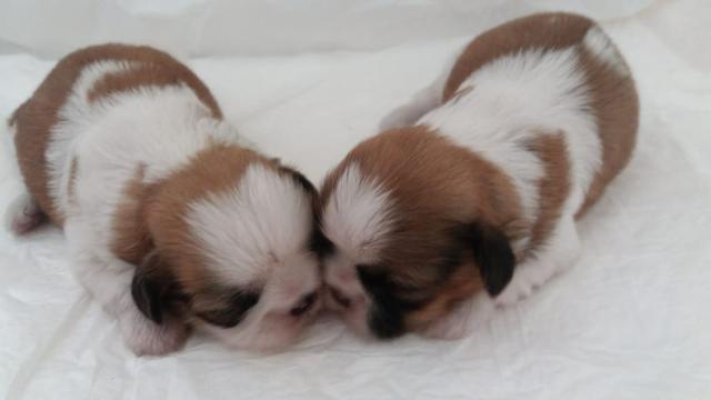 Shih tzu maravilhosos filhotinhos !!!