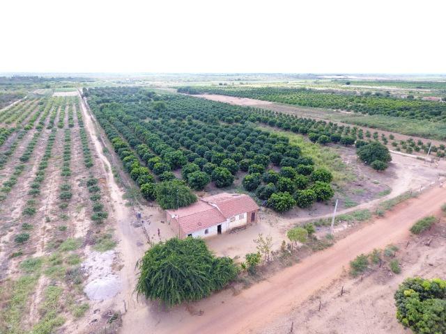 Fazenda 50 Hectares beira de rio Sâo Francisco - Venda - Foto 5
