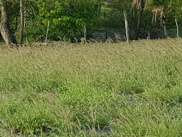 Fazenda de 791 tarefas, com sede nova e curral de ripão coberto com embarcador e balança - Foto 7
