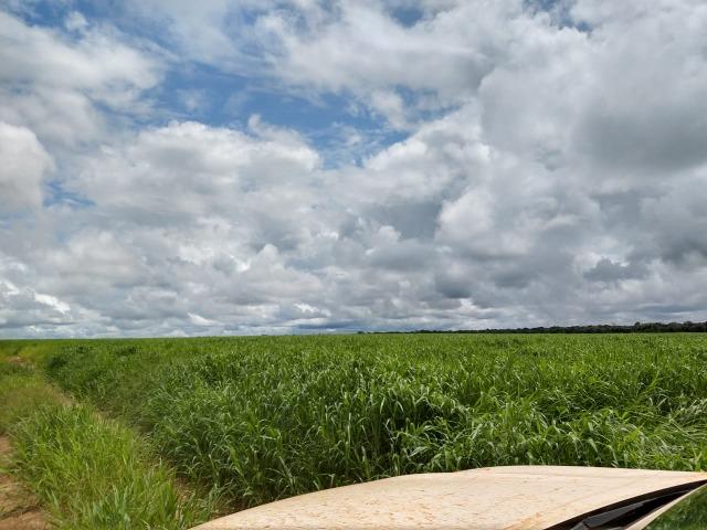 2.400 Há em Lavoura. S.J Xingu-MT - Foto 8