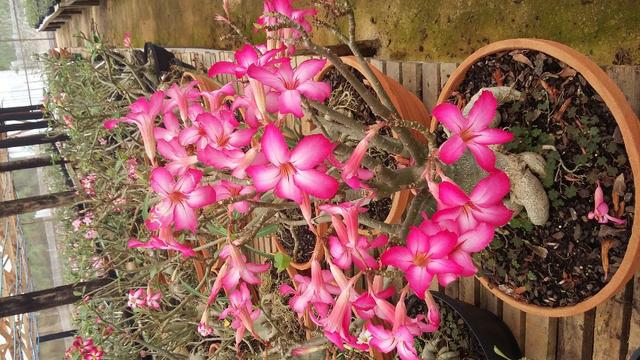 Rosa deserto adulta - Foto 2