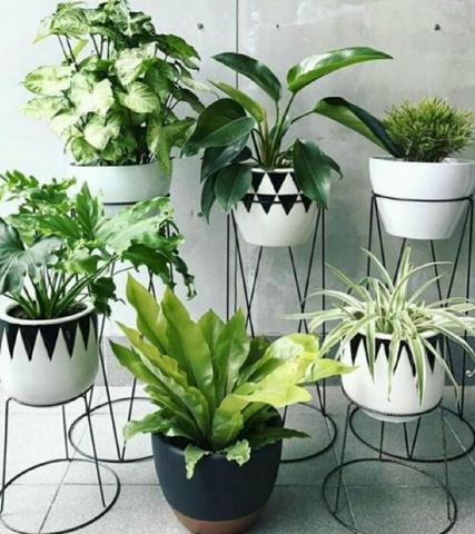 Vários modelos de plantas