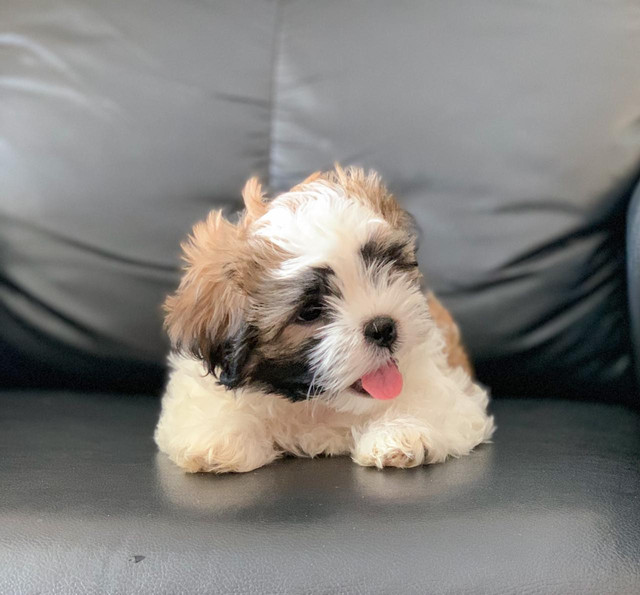 Shihtzu Macho - Branco com Caramelo, linhagem especial - Foto 5