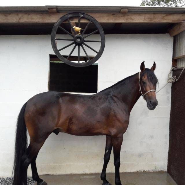 Cavalo marcha picada top - Foto 3