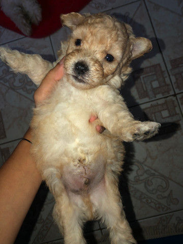 Filhotes De Maltes Poodle Cachorros E Acessorios Braz De Pina Rio De Janeiro 797231456 Olx
