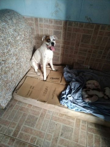 Filhotes da raça BOXER! - Foto 2