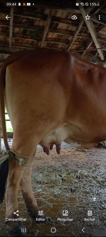 Troco Novilha Meio Sangue Sind por uma vaca de segunda cria de alta lactação 