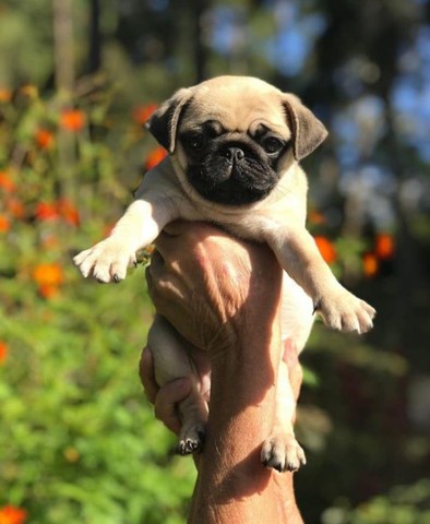 Pug