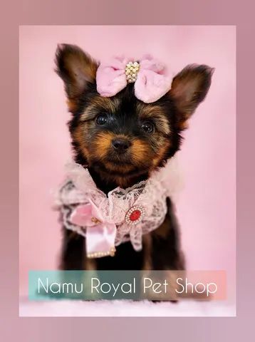 Yorkshire miniatura fêmea / fotos verdadeiras - Loja Namu Royal 