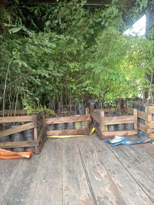 Muda  de Jacarandá da Bahia 