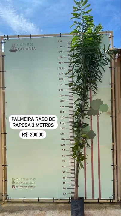 Palmeira Rabo de Raposa 3 Metros
