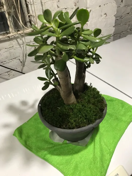 Bonsai jade