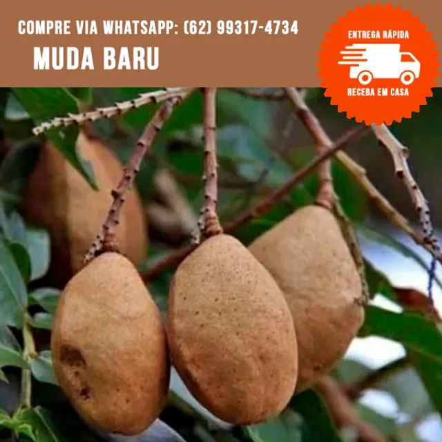 Muda de Baru 