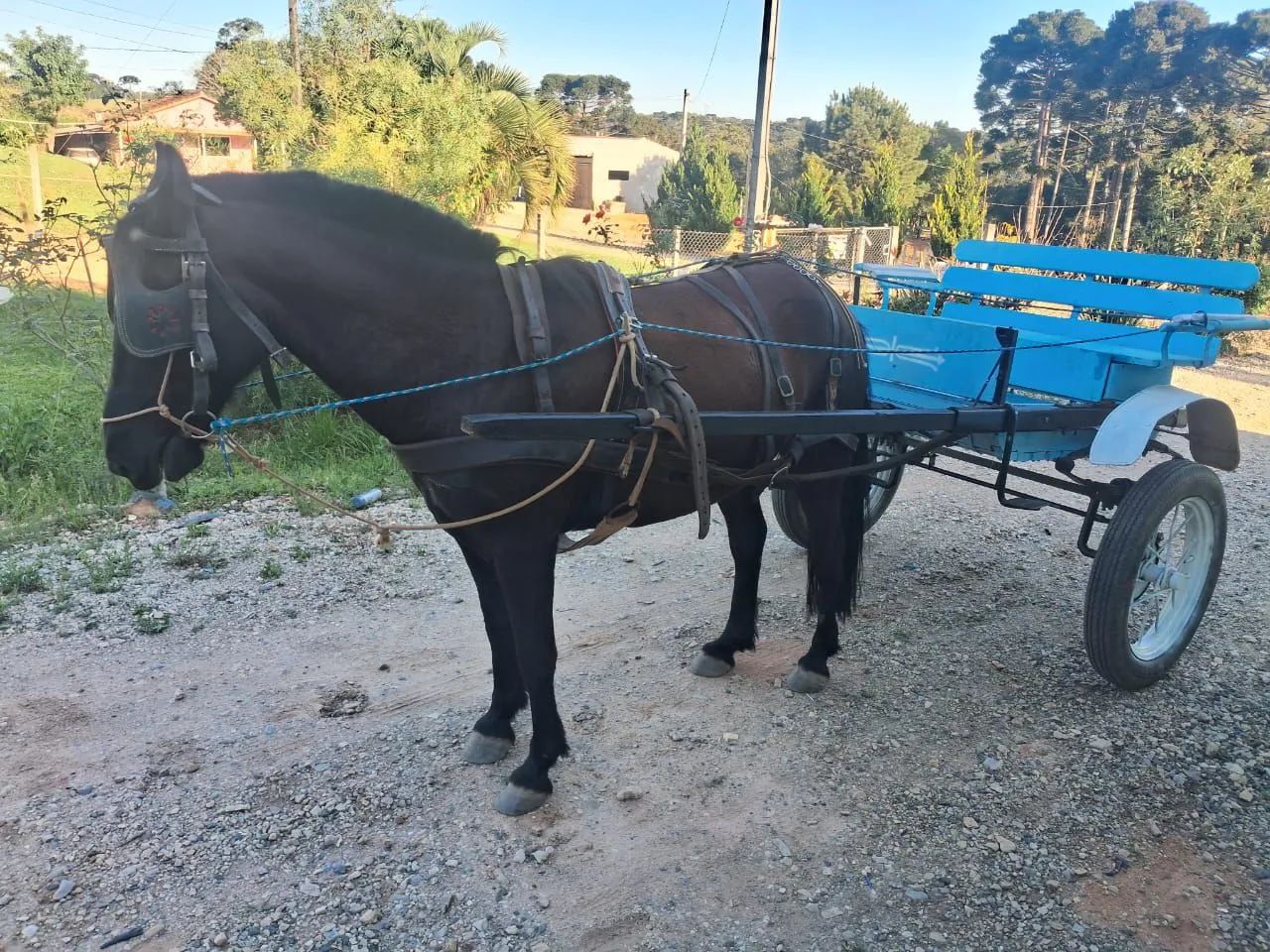 Cavalo bem manso com charrete 