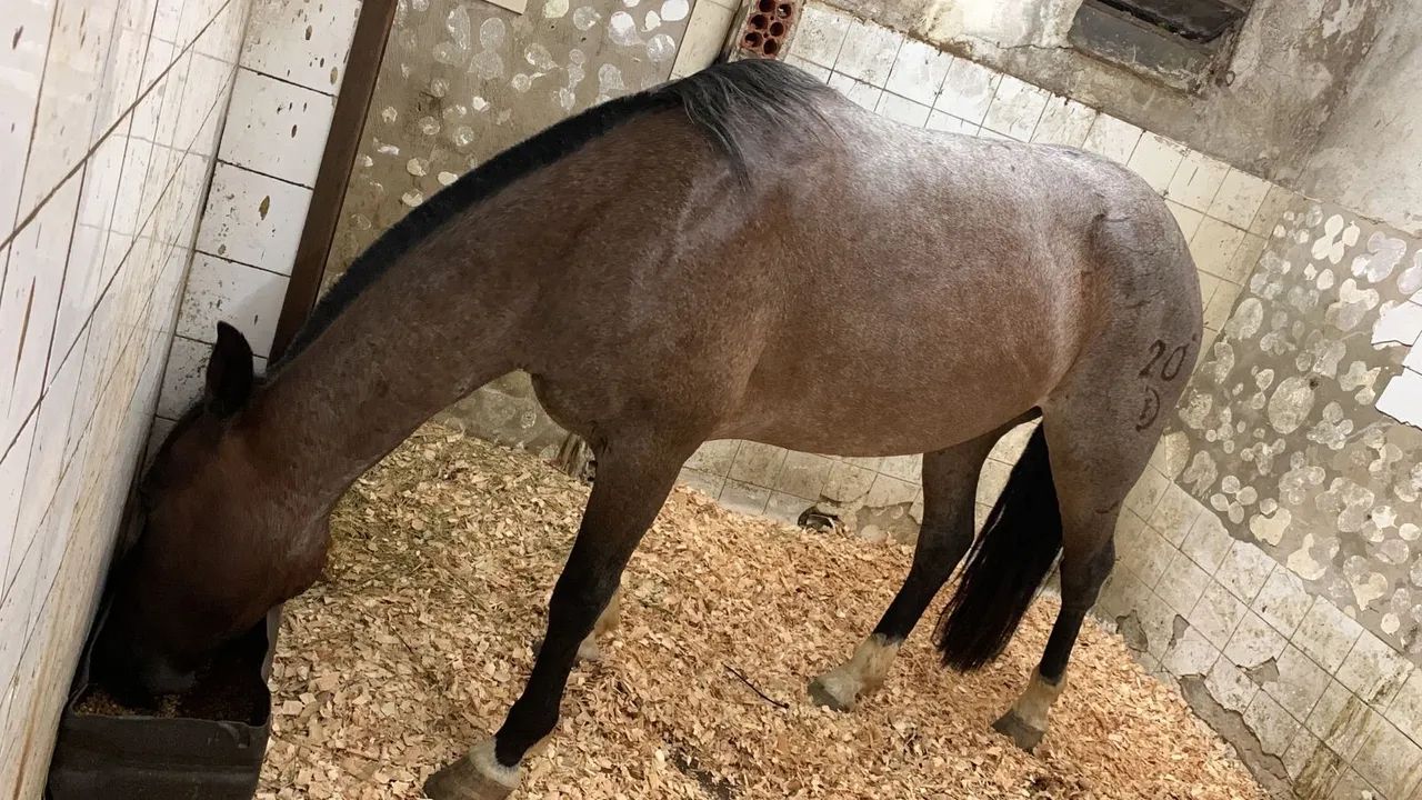 Rosilha Moura, top, documentada! - Foto 2