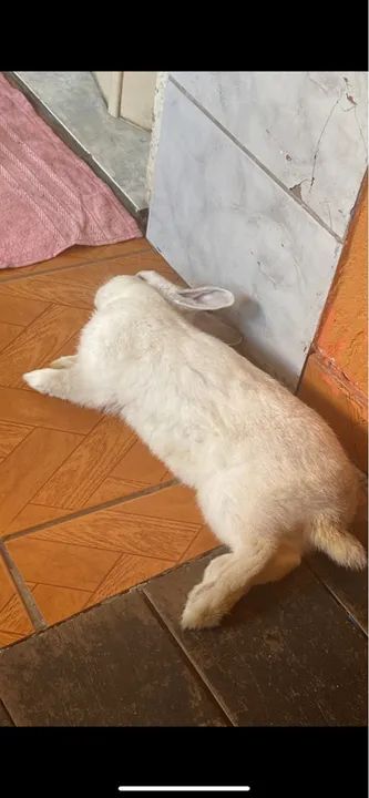 Coelho branco fofinho para adoção - Foto 3