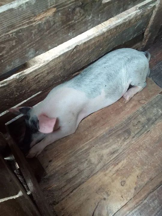 Vendo leitao  - Foto 2