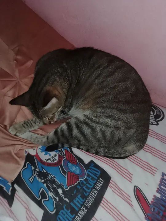 Gato para Adoção - Foto 2