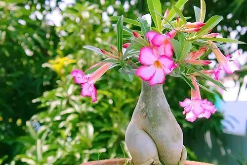 Terra  substrato para Rosa do Deserto - 40 Litros - Foto 4