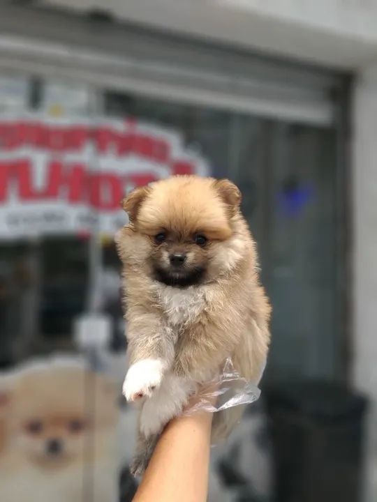 Lulu da Pomerania Você amara muito esse AmiCão de ?quatro-patas? bem peludo