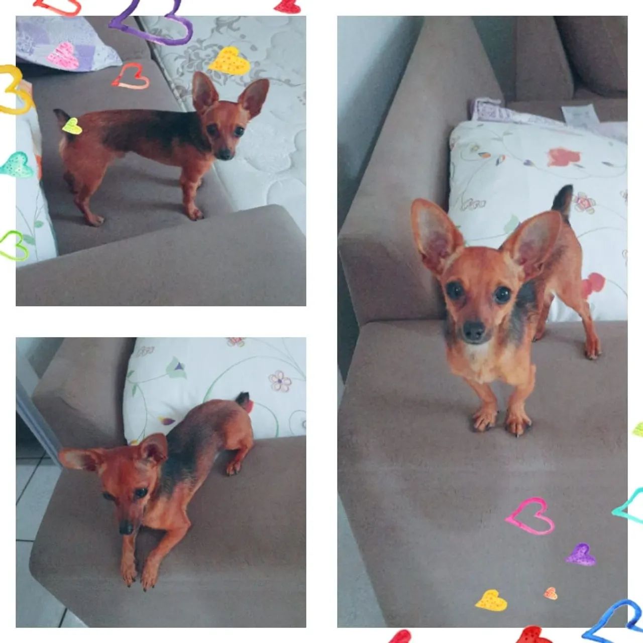 PINSCHER 1 - Foto 2