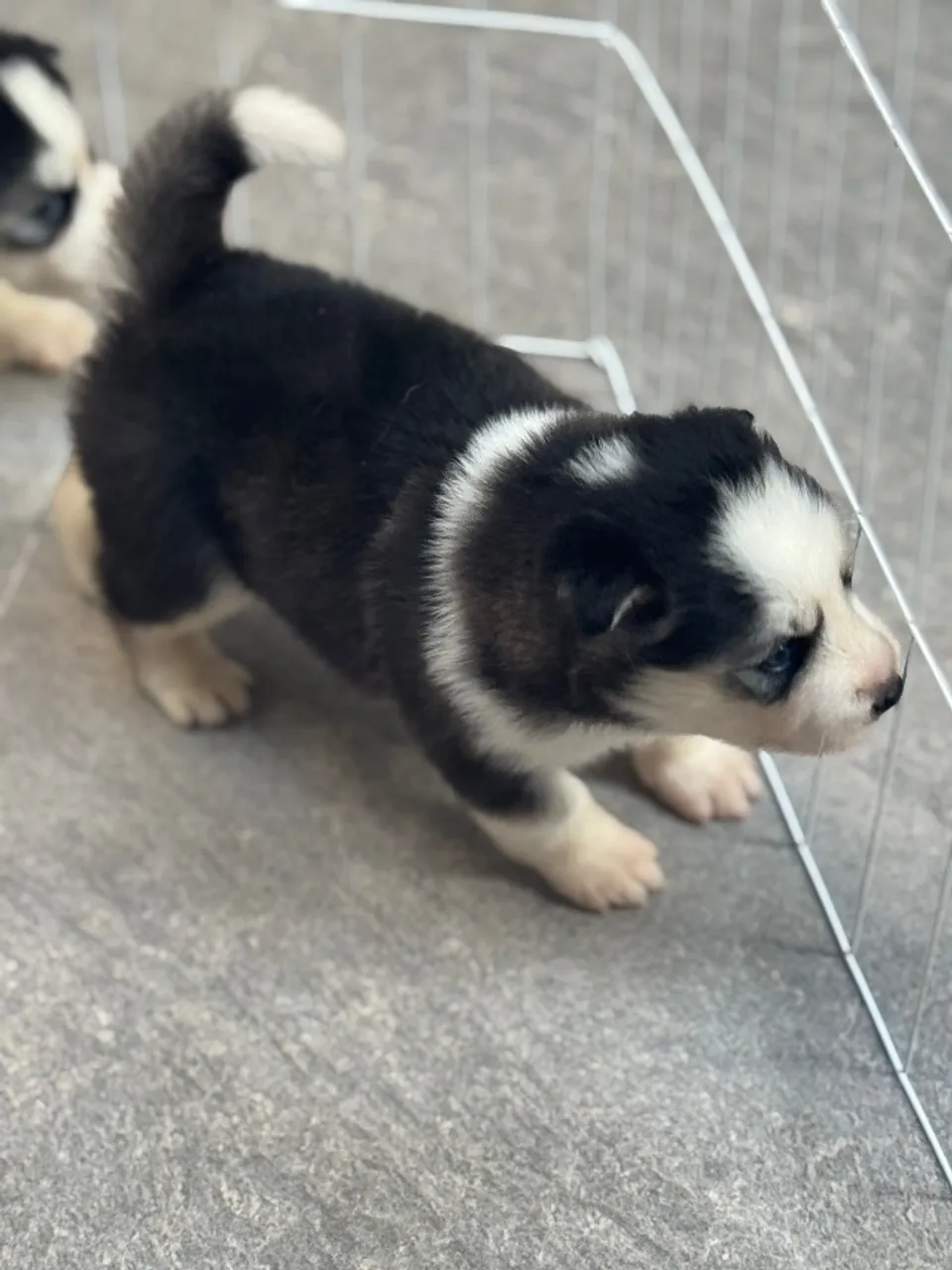 Venda de Filhotes de Husky siberiano