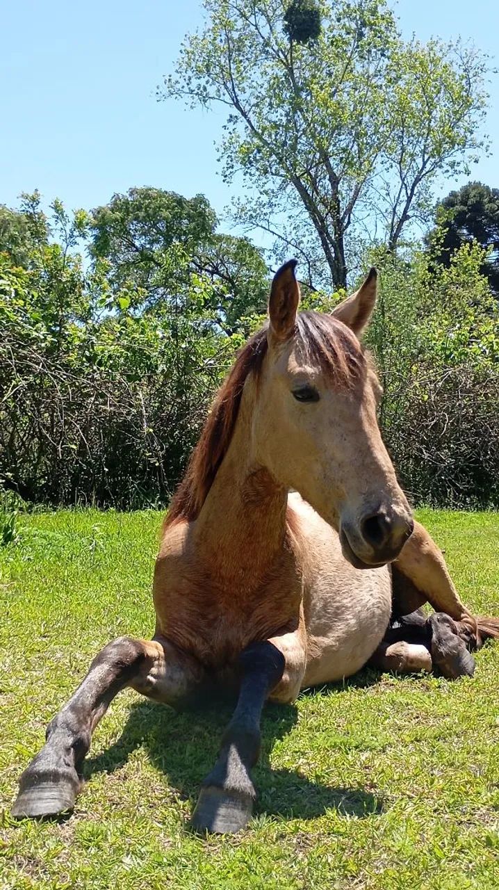 POTRO DE 1 ANO E 3 MÊSES À VENDA - Foto 6