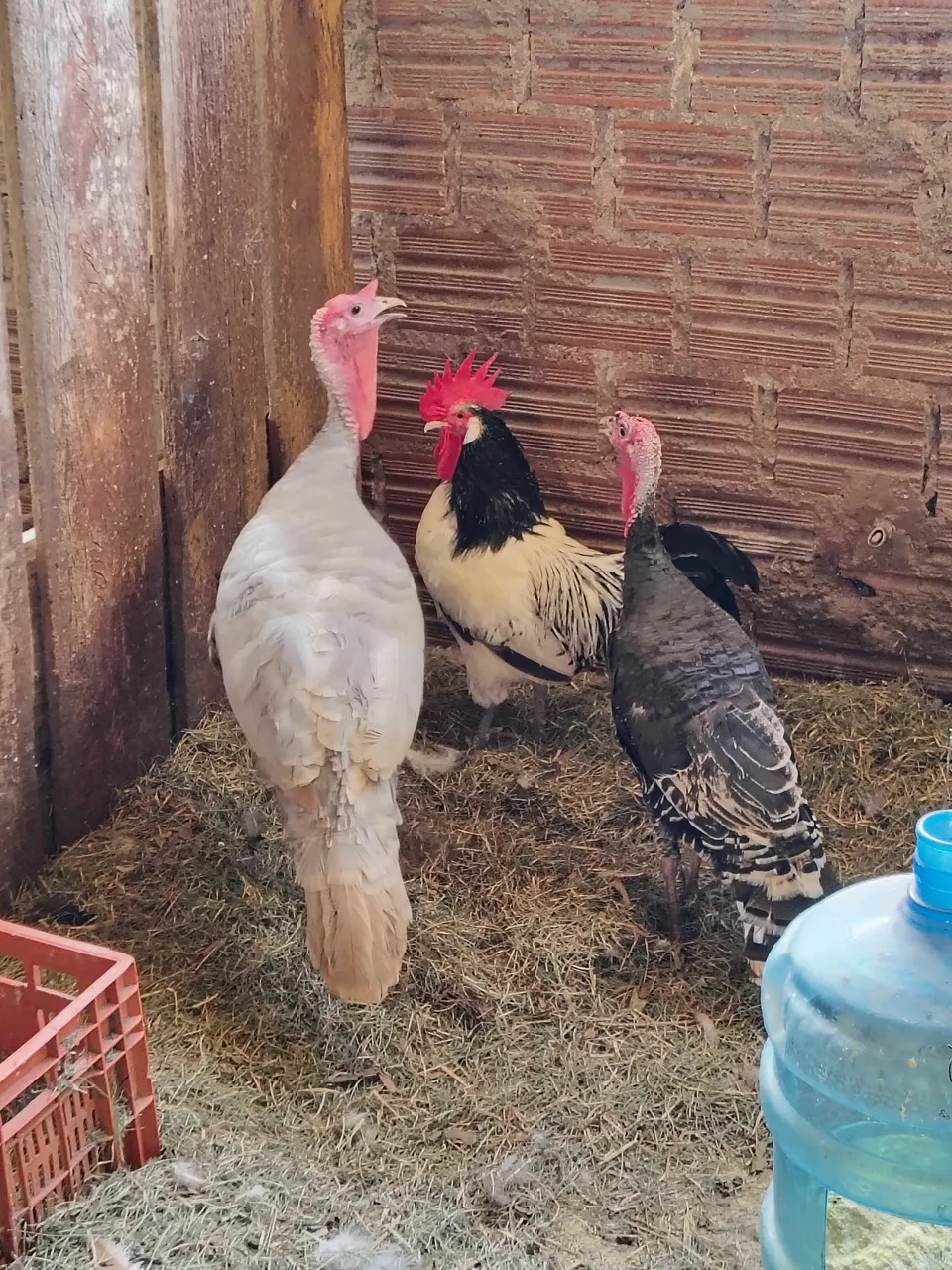 Peru