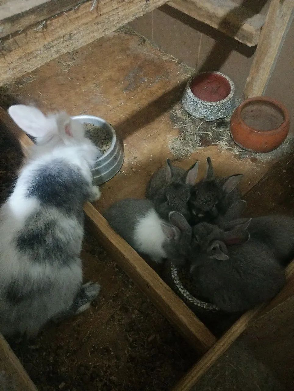 Vende-se filhotes coelho raça mini Lion Head puro  - Foto 3