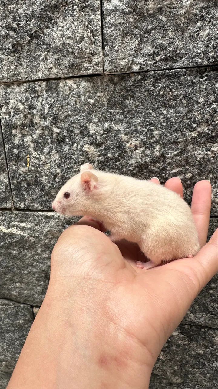 Filhotes de hamster sírio  - Foto 3