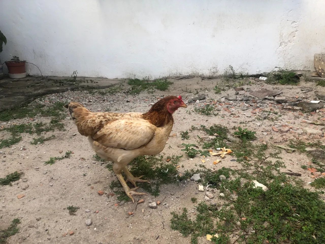 Galinha caipira  - Foto 6
