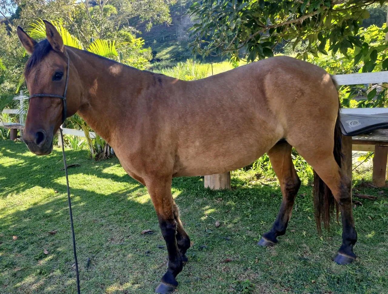 Egua a venda . - Foto 2