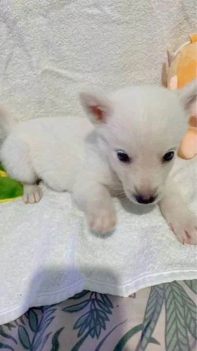 Filhote husky siberiano 