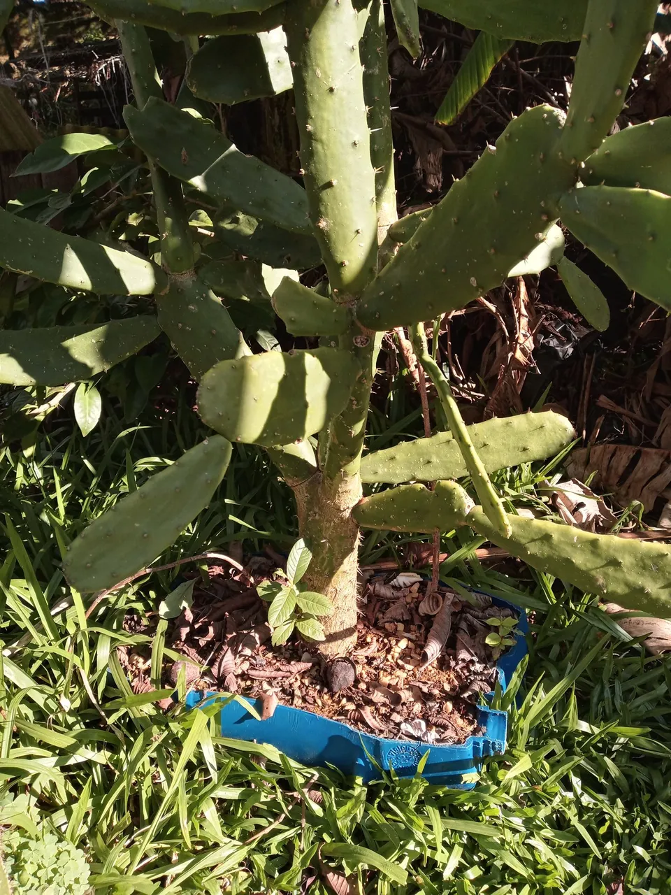 Cacto Orelha de Coelho - Planta Ornamental
