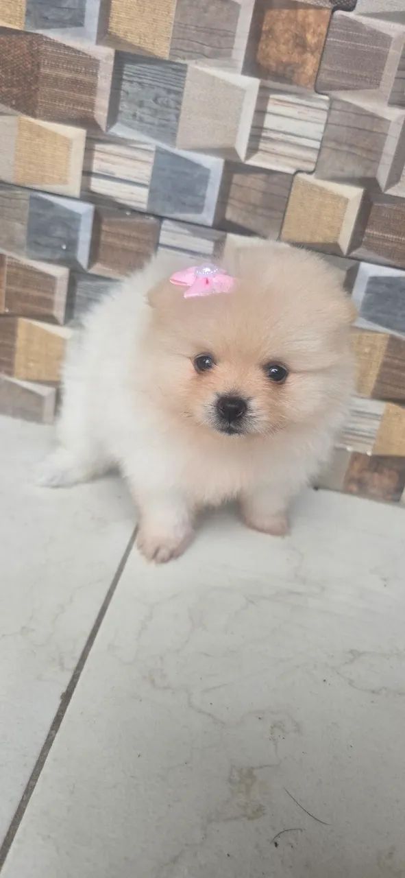 Vendo Filhote de Spitz Alemão - Foto 2