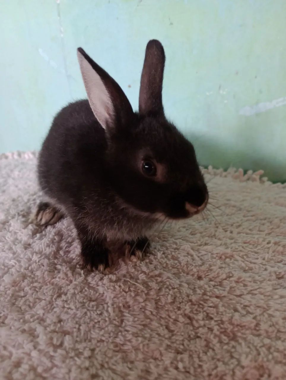 Filhotes de coelhos com 60 dias .lindos filhotes. - Foto 6