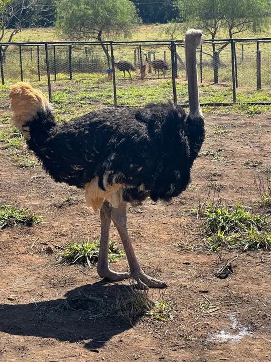 Avestruz para venda - Foto 2