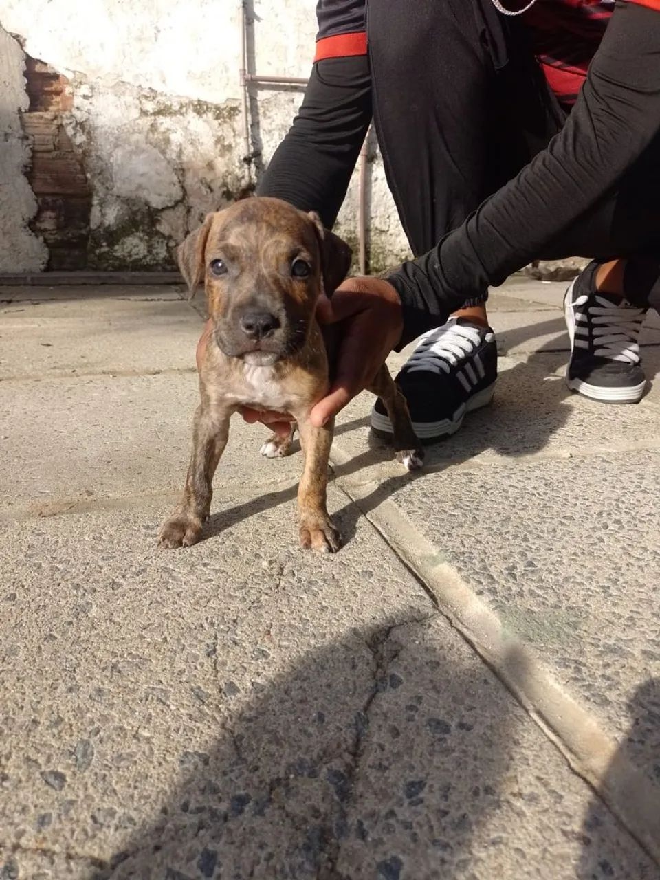 Filhote Pitbull - Foto 3