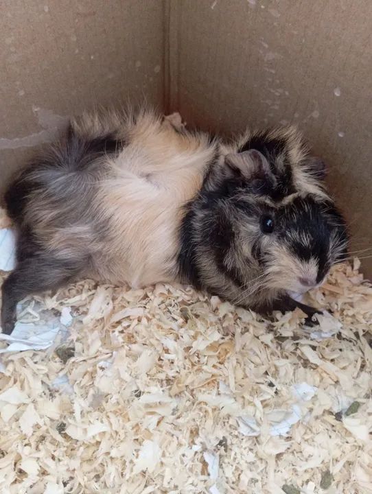 Porquinho da Índia - Pelagem Tricolor - Foto 3